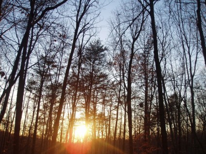 buntes Wald Sonnenuntergang