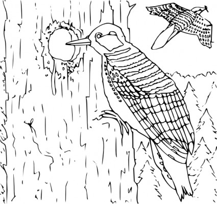 mewarnai buku woodpecker clip art