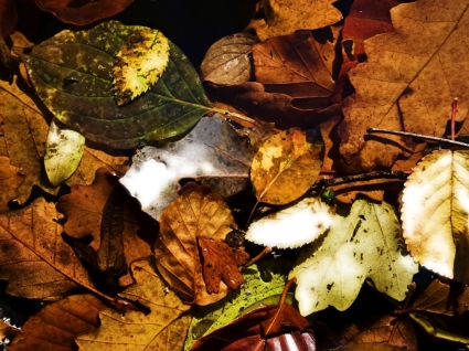 Farben des Herbstes-Bilder-Herbst Natur