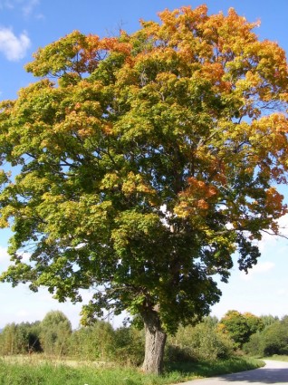 色の木