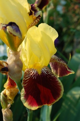 iris colorido