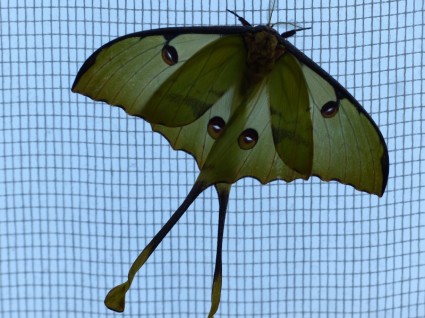 ดาวหาง moth ผีเสื้อขนาดใหญ่