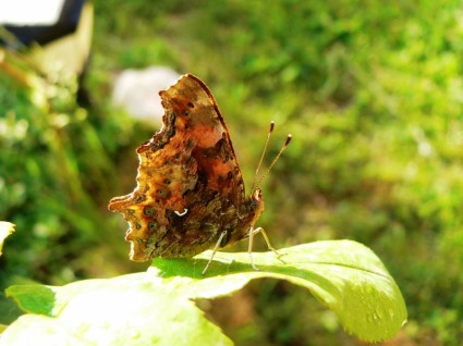 Komma-Schmetterling
