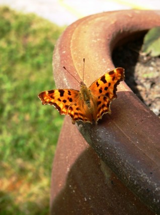 Komma-Schmetterling