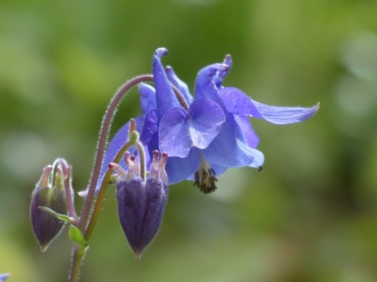 일반적인 akelei 꽃 블루