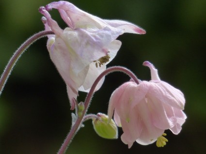 一般的な akelei の花のピンク
