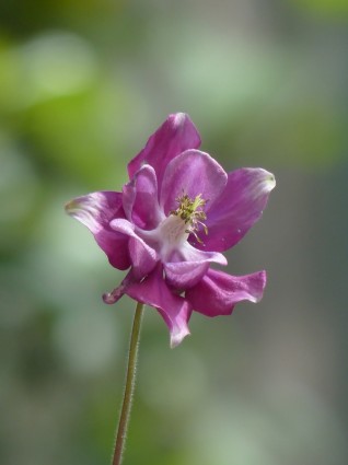 Общие akelei фиолетовый цветок