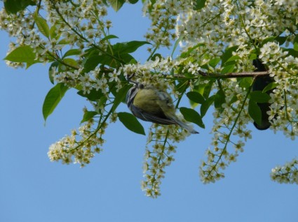 一般的な鳥桜ブラック チェリー