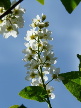 ciliegia di uccello comune fiori di prunus padus
