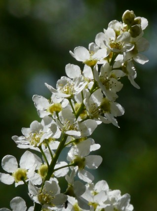 ciliegia di uccello comune fiori di prunus padus