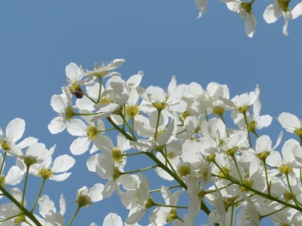 flores de comum Azereiro prunus padus