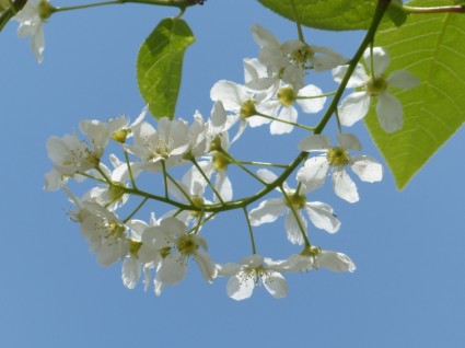 flores de comum Azereiro prunus padus