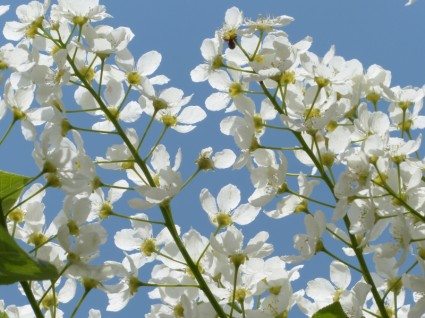 Общие черемухи цветы prunus padus