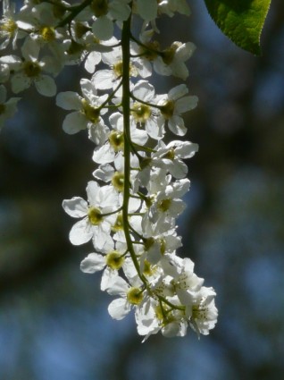 fleurs de cerisier des oiseaux commun prunus padus