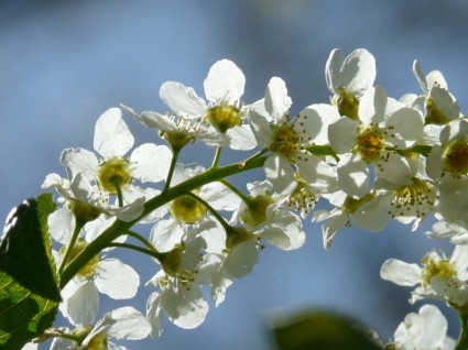 Common Bird Cherry Flowers Prunus Padus