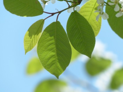 ciliegia di uccello comune foglie verde