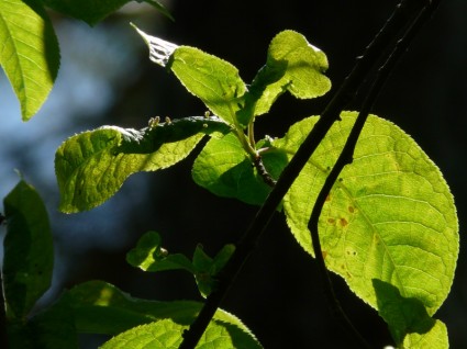 gemeinsame gewöhnliche Traubenkirsche Blätter Prunus padus