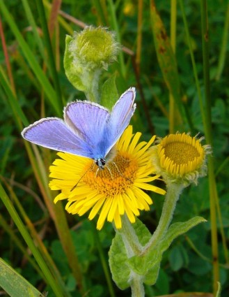 常見的藍蝴蝶 polyommatus 伊卡洛斯