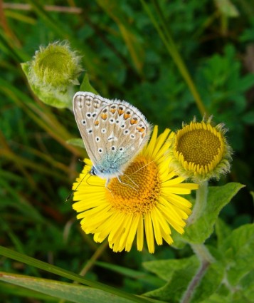 常見的藍蝴蝶 polyommatus 伊卡洛斯