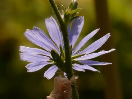 fleur de chicorée chicorée commune
