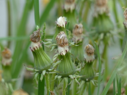 Bồ công Anh thường chỉ cụm hoa hoa