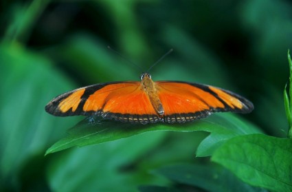 kupu-kupu oranye yang umum