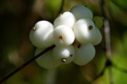 일반적인 snowberry symphoricarpas albus 장난감 어 뢰