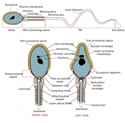 schéma complet d'une clipart de spermatozoïdes humains