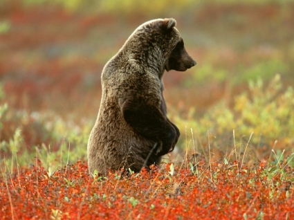 berkonsentrasi wallpaper beruang hewan