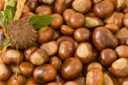 Conkers lá