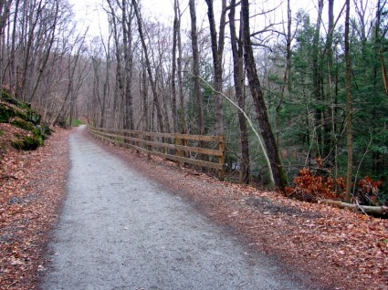 forêt paysage Connecticut