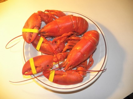 cocido de maine lobster