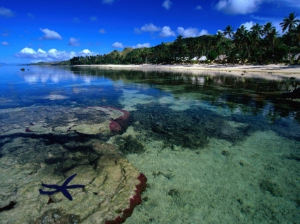 산호 해안 viti levu 벽지 피지 섬 세계