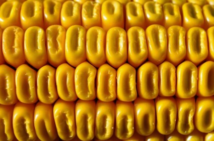 zboże zbóż, żółty kukurydza