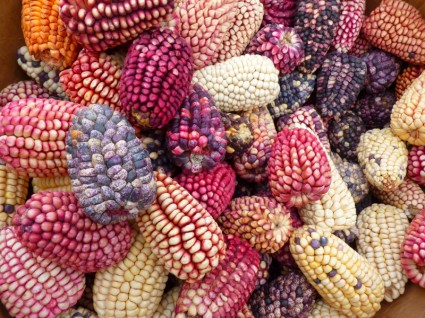 variedades de milho colorido mais milho