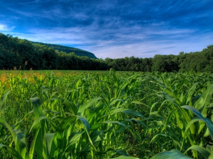 Maisfeldern Hintergrundbilder Pflanzen Natur