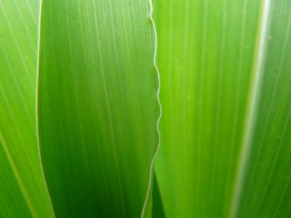 verde de la hoja de maíz cerca