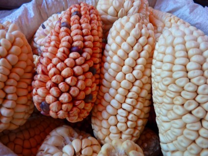 céréales de variétés de maïs maïs