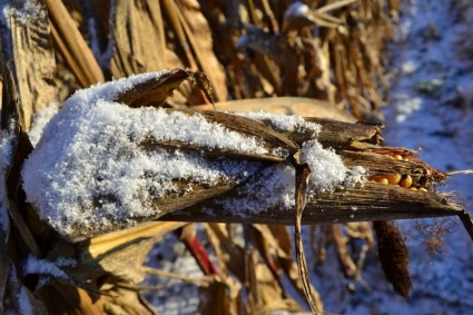 Кукуруза в початках кукурузы снег