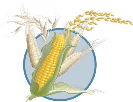 vector de trigo de maíz