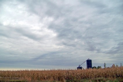 Campo di grano e silos