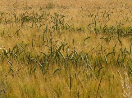 agricoltura campo campo di grano