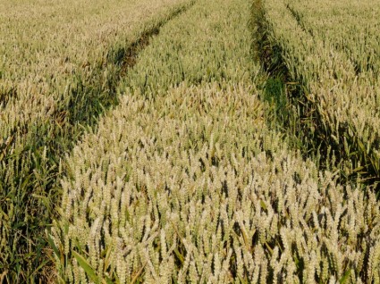 mısır tarlası alan tarım