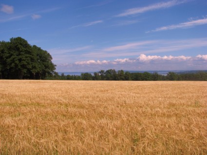 albero campo campo di grano