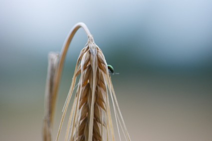 tanaman musim panas ladang jagung