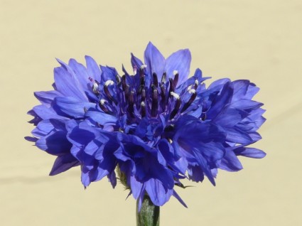 flor azul aciano