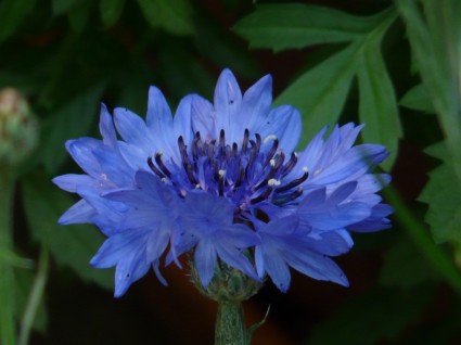 fleur bleuet bleu