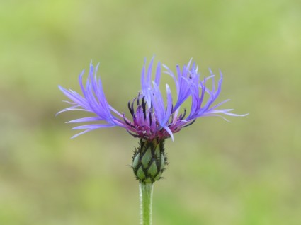 Василек синий цветок