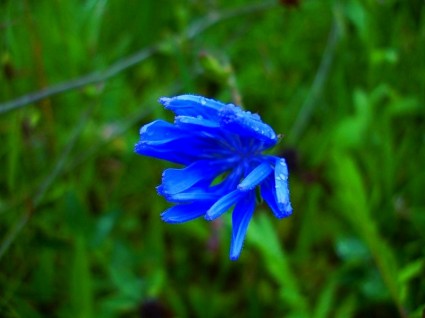 bleuet fleurs de prairie sauvages