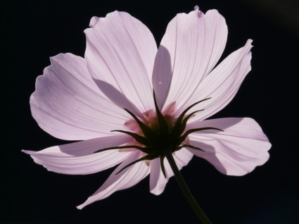 Cosmea Flower Light Pink
